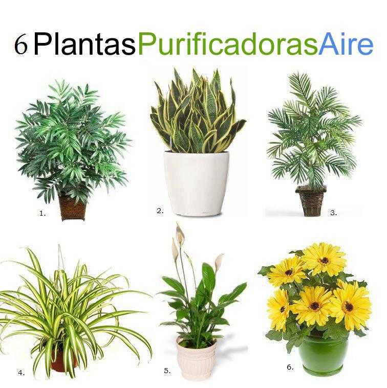 6 plantas de interior que purifican el aire